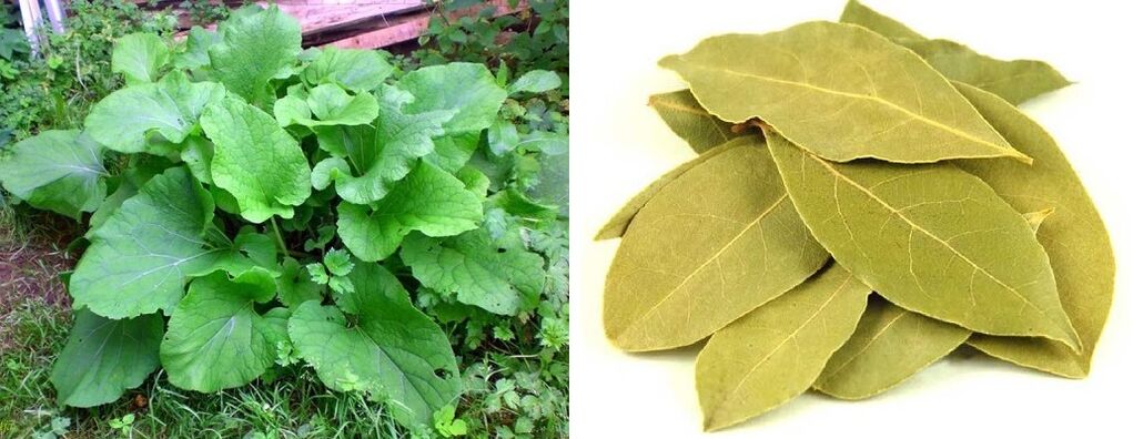 burdock and bay leaf for joint pain